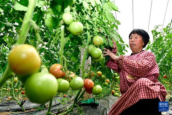 3月13日，在菏澤市鄆城縣張營街道，農(nóng)民在設(shè)施大棚里打理西紅柿。