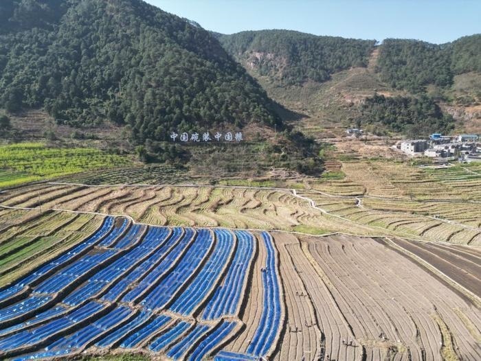 △近日，四川涼山一現(xiàn)代農(nóng)業(yè)園春耕育秧搶農(nóng)時。