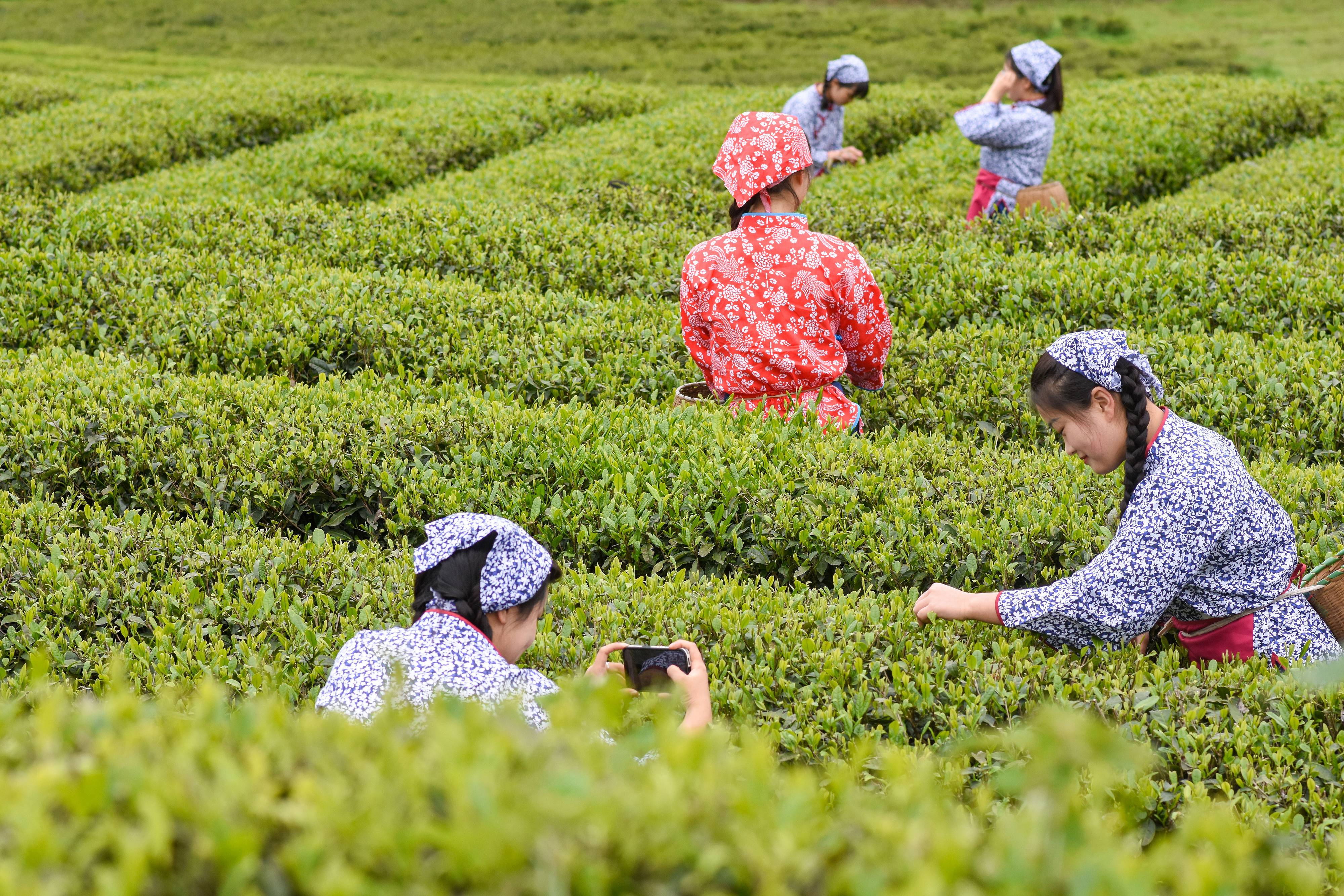 2023年4月6日，游客在貴州省銅仁市江口縣怒溪鎮(zhèn)駱象村生態(tài)茶園體驗采茶樂趣。