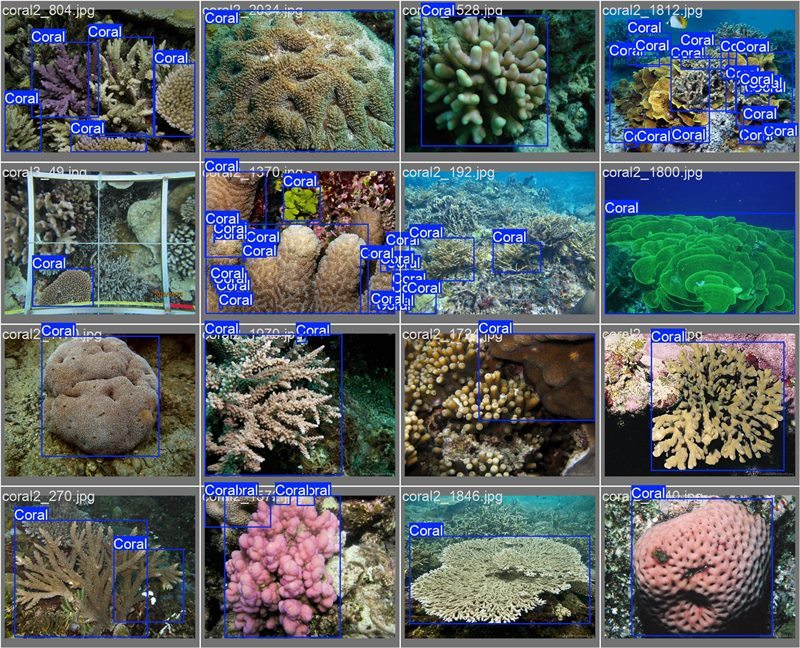 南海珊瑚識別。阿里云供圖