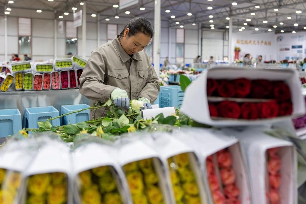 △近日，工作人員在云南麗江現(xiàn)代花卉產(chǎn)業(yè)園包裝鮮花。