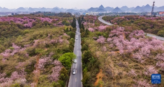 游客驅(qū)車前來清鎮(zhèn)市紅楓湖鎮(zhèn)右二村踏青游玩（4月5日攝，無人機照片）。