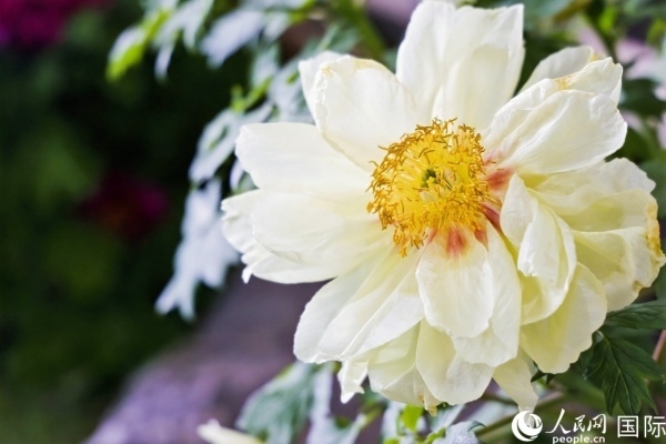 洛陽國家牡丹園牡丹盛開。 人民網(wǎng)記者 魯揚攝