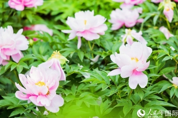 洛陽國家牡丹園牡丹盛開。 人民網(wǎng)記者 魯揚攝
