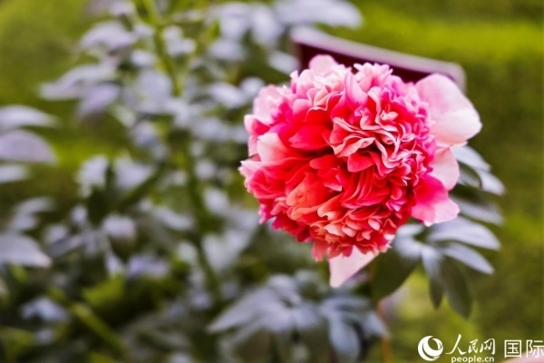 洛陽國家牡丹園牡丹盛開。 人民網(wǎng)記者 魯揚攝