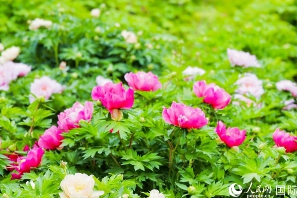 洛陽國家牡丹園牡丹盛開。 人民網(wǎng)記者 魯揚攝