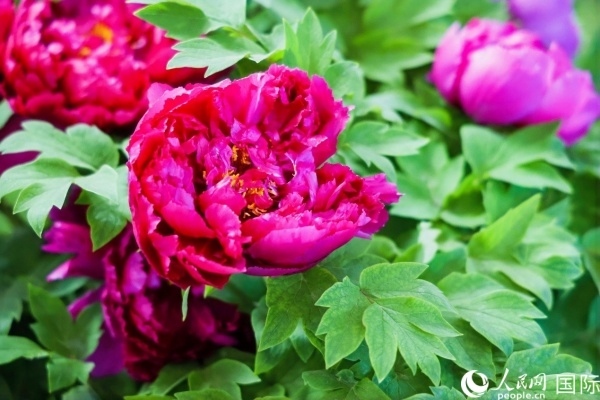 洛陽國家牡丹園牡丹盛開。 人民網(wǎng)記者 魯揚攝