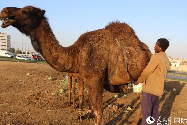 工人在給駱駝擠奶。人民網(wǎng) 納達(dá)爾·達(dá)烏德攝