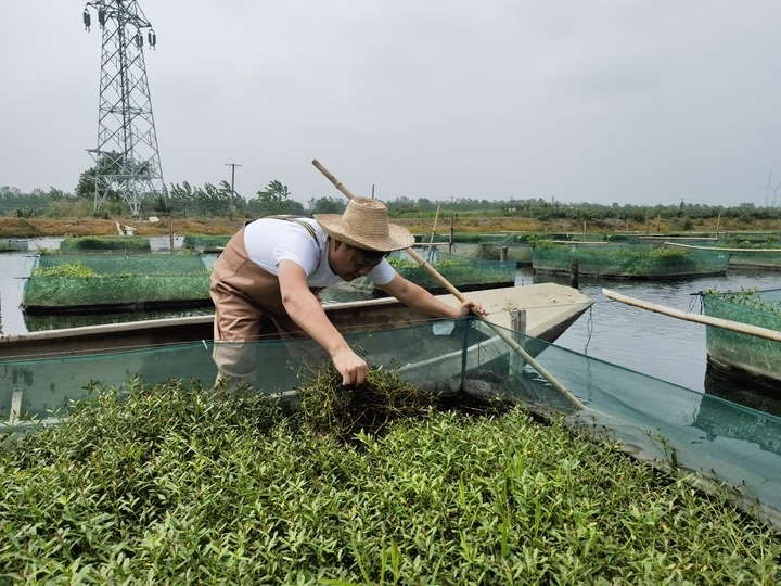 陳樹在湖北省仙桃市剅河鎮(zhèn)余腦村黃鱔繁育基地觀察黃鱔長勢。新華社記者宋立崑 攝
