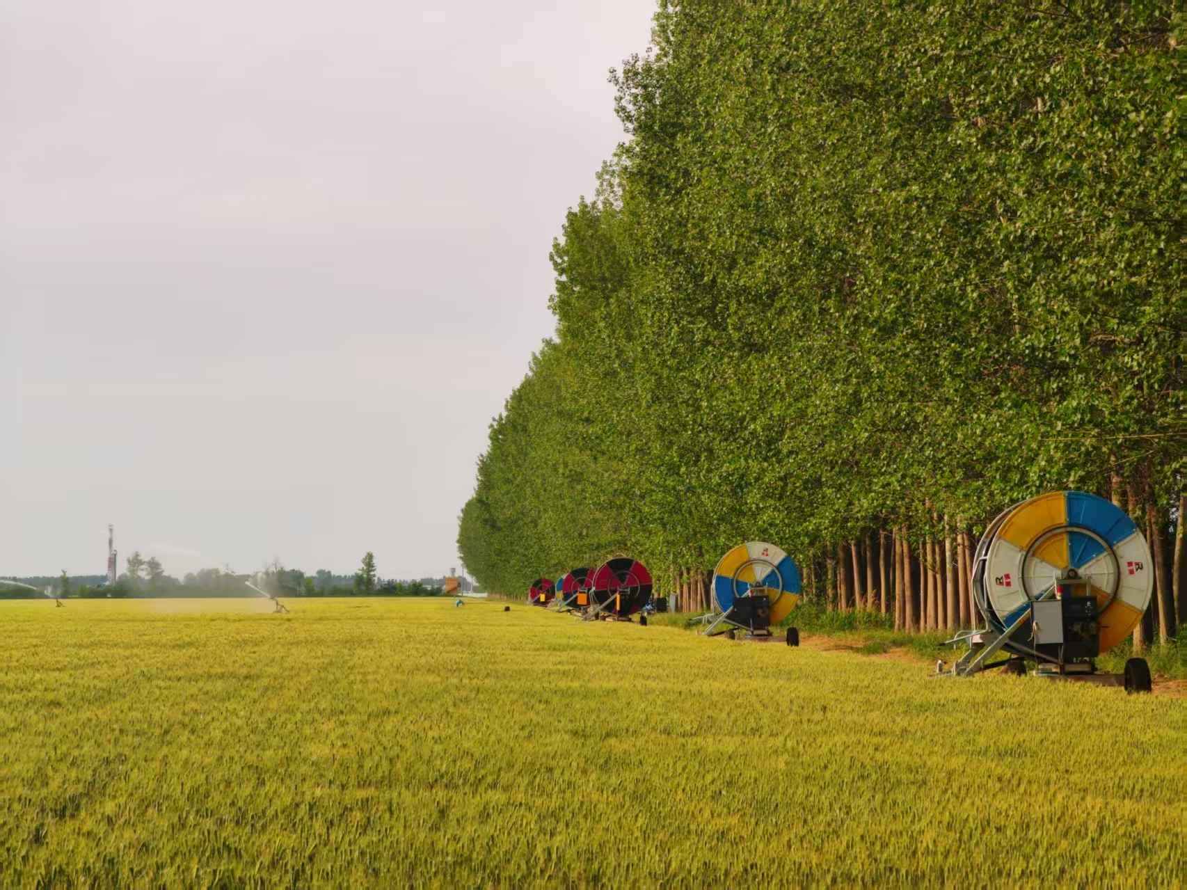 陜西華陰市華西鎮(zhèn)農(nóng)墾農(nóng)場(chǎng)正在作業(yè)的卷盤(pán)式噴灌機(jī)。受訪者供圖