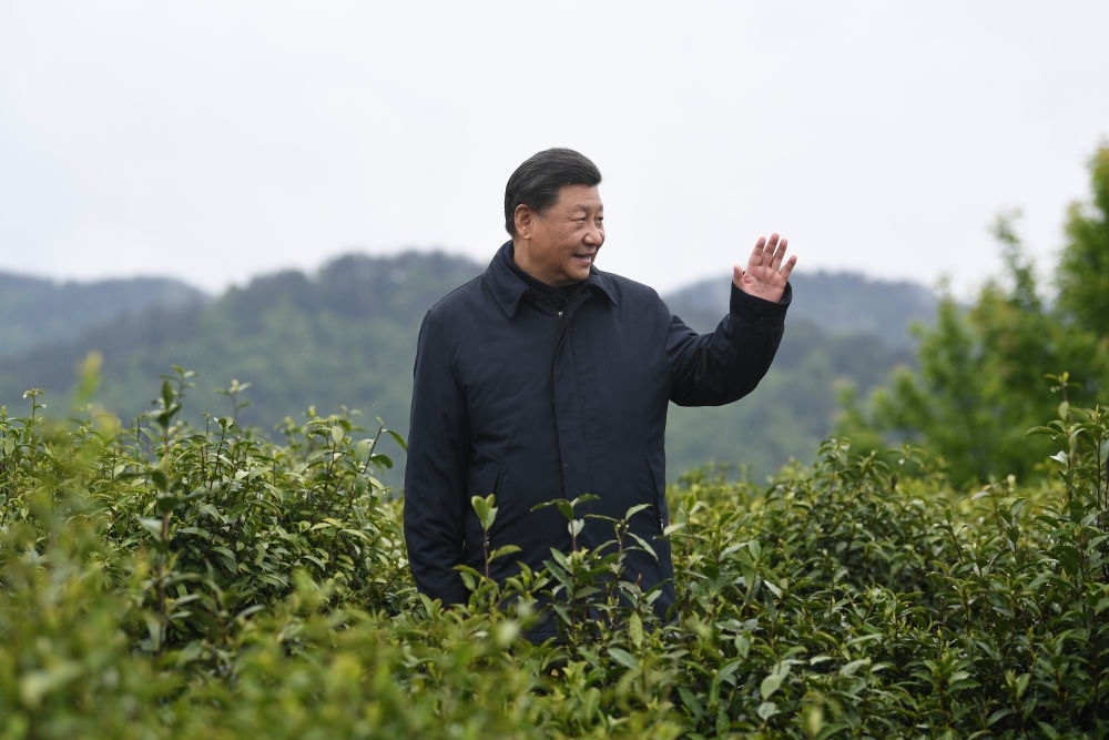 2020年4月21日，習(xí)近平總書記來到陜西安康市平利縣老縣鎮(zhèn)，在茶園考察脫貧攻堅情況。新華社記者 燕雁 攝